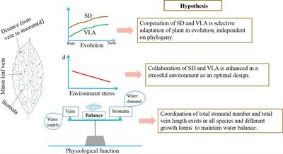 Linkages between stomatal density and minor leaf vein density across different altitudes and growth forms